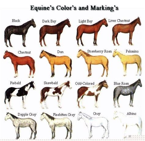 mustang horse color markings